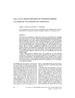 cell cycle phase expansion in nitrogen-limited