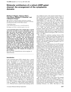 Molecular architecture of a retinal cGMP‐gated channel