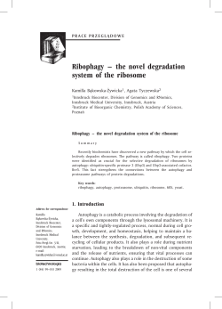 Ribophagy &ndash; the novel degradation system of the ribosome