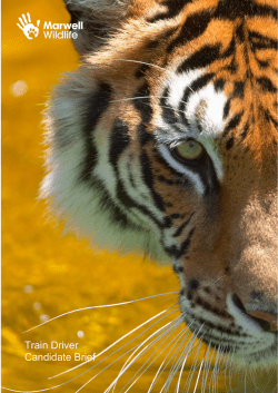 Train Driver Candidate Brief