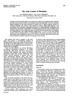 The Actin Content of Fibroblasts