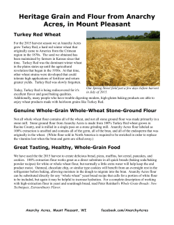 Heritage Grain and Flour from Anarchy Acres, in