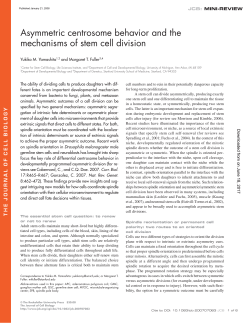 Asymmetric centrosome behavior and the mechanisms of stem cell