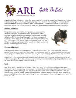 Gerbils: The Basics