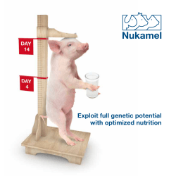 Brochure_Piglets mi