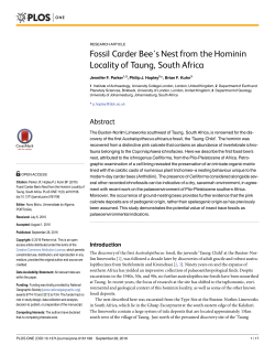 Fossil Carder Bee`s Nest from the Hominin Locality of