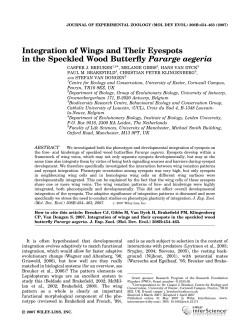 Integration of wings and their eyespots in the speckled wood