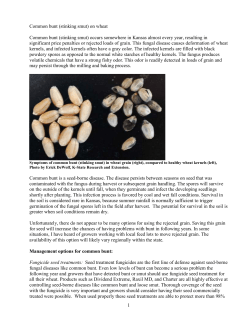 KSU Stinking Smut Information