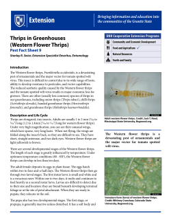 Thrips in Greenhouses (Western Flower Thrips)