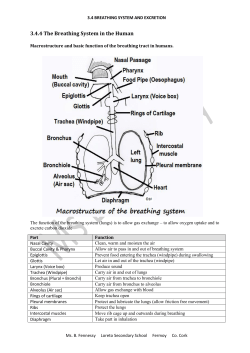 3.4.4 The Breathing System in the Human