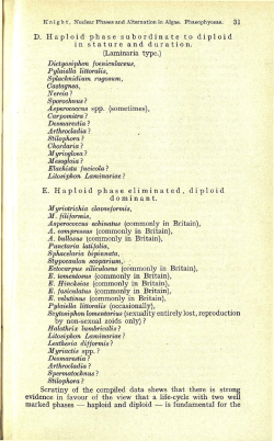 D. Haploid phase subordinate to diploid in stature and duration