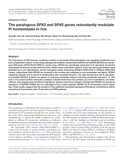 The paralogous SPX3 and SPX5 genes redundantly modulate Pi