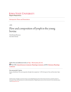 Flow and composition of lymph in the young bovine
