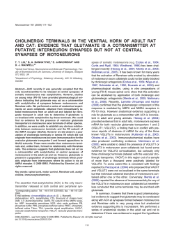 cholinergic terminals in the ventral horn of adult rat and cat
