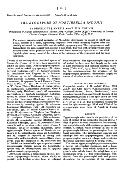 The zygospore of mortierella indohii