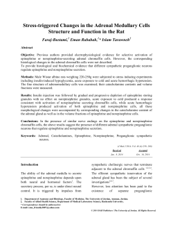 Stress-triggered Changes in the Adrenal Medullary Cells Structure