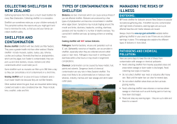 Collecting shellfish in New Zealand