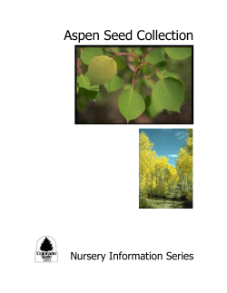 Aspen Seed Collection - Colorado State University