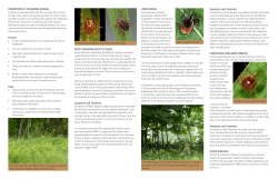 PREVENTION OF TICK-BORNE DISEASE Contrary to popular belief