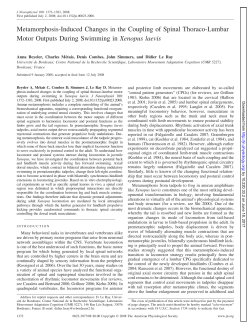 Metamorphosis-Induced Changes in the Coupling of Spinal Thoraco