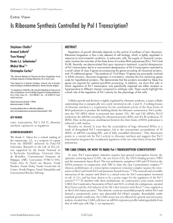 Is Ribosome Synthesis Controlled by Pol I Transcription?