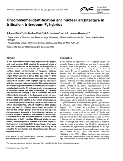 Chromosome identification and nuclear architecture in triticale x