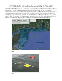 NOAA Fisheries MS Lab Sea Turtle Carcass and Effigy