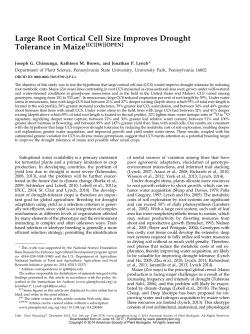 Large Root Cortical Cell Size Improves Drought