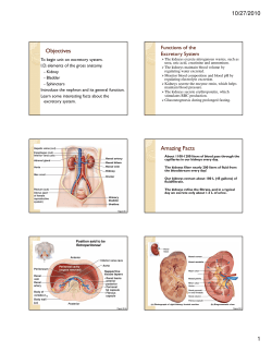 Week 5 - Kidney Anatomy