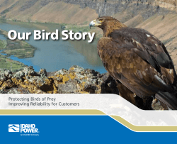Our Bird Story