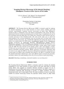 Scanning Electron Microscopy of Six Selected Mealybug (Hemiptera