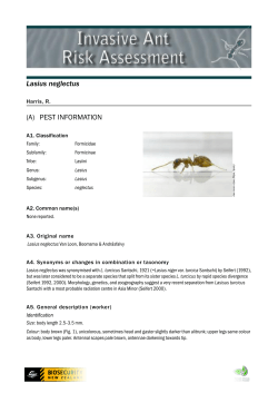 Lasius neglectus
