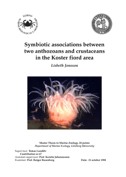 Bolocera and associations text