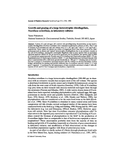 Growth and grazing of a large heterotrophic