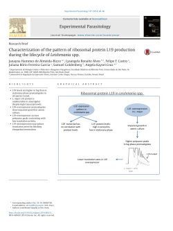 Characterization of the pattern of ribosomal protein L19 production