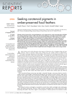 Seeking carotenoid pigments in amber-preserved