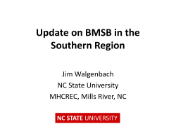 Update on BMSB in the Southern Region