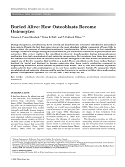 Buried alive: How osteoblasts become osteocytes