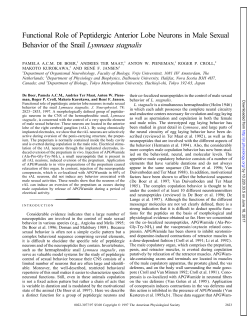 Functional Role of Peptidergic Anterior Lobe Neurons in Male