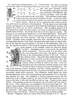 Original description (NemasLan)