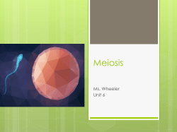 Meiosis NOTES