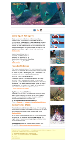 Camp Squid - taking over Hawaiian Endemics Marine Center Shorts