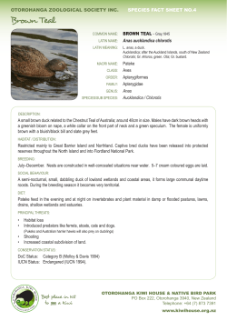 Brown Teal fact sheet