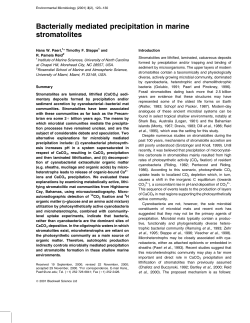 Bacterially mediated precipitation in marine stromatolites