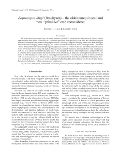 Eoprosopon klugi (Brachyura) &ndash; the oldest unequivocal and most