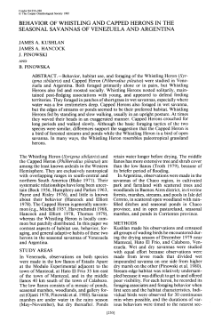 Behavior of Whistling and Capped Herons in the Seasonal