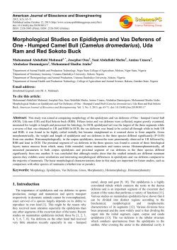 Morphological Studies on Epididymis and Vas Deferens of One