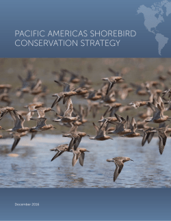Pacific Americas Shorebird Conservation Strategy