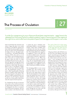 e Process of Ovulation
