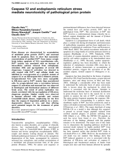 Caspase-12 and endoplasmic reticulum stress mediate
